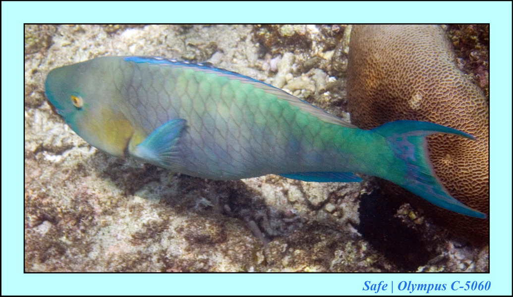 2006 - 07 - Perhentian - Plongee 205